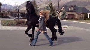 10 Rarest Horses Ever Born: Unique Breeds That Only Appear Once Every 1,000 Years!