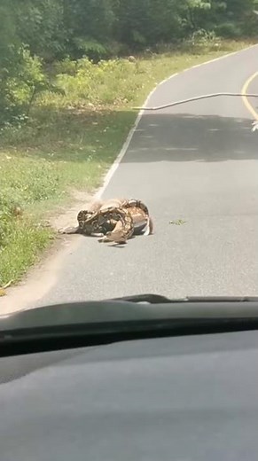 Deer Saved From Close Call with a Constrictor || ViralHog