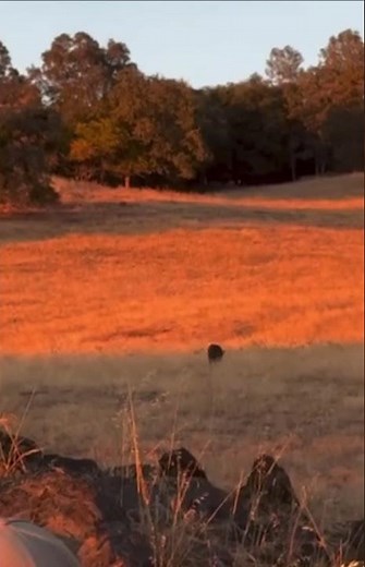 A Wild Boar Blends Perfectly Into the Dry Grass