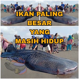 264K views · 673 reactions | Ikan terbesar yang hidup di jaman sekarang #mancing #ikanjumbo #ikanunik #ikanmonster #ikananeh #ikanpredator | RaptorFish | Facebook