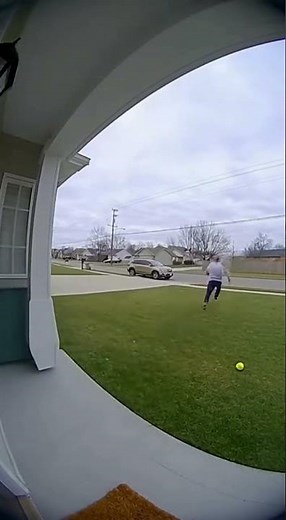 When a Bird Thinks a Dog is Prey