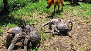 Largest Known Land Creatures On The Planet