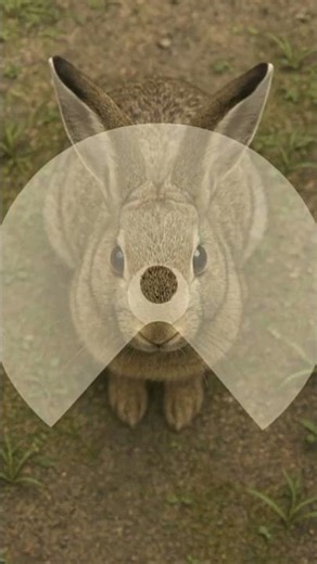 Near 360° Vision! But Rabbits Have a Blind Spot HERE