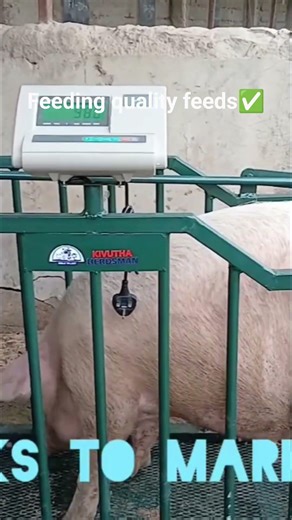 Best pig weights to get maximum profits.