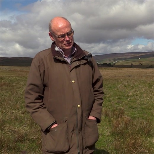 4K views · 83 reactions | "Once, there were leks on heaths in...