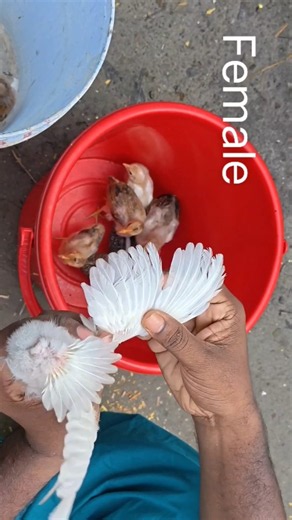 How to Identify Male and Female Chicks? | Easy Chick Gender Guide #shorts #funny #foryou