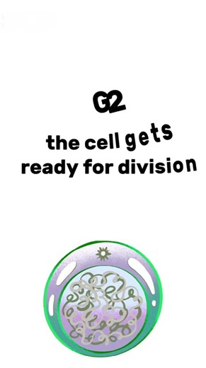 INTERPHASE explained in 20 seconds only! #shorts #biology