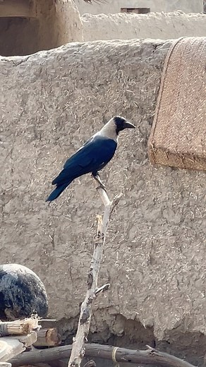 1.4K views | what will these crows be doing? #Crows #CrowLife #CrowBehavior #BirdWatching #NatureReels #WildlifeMoments #CrowWorld #NatureVibes #BirdLovers #AmazingBirds #DailyReels #ViralReels #BlackBirds #NaturePhotography #WildlifeReels | Kitty Paws & Kids | Facebook