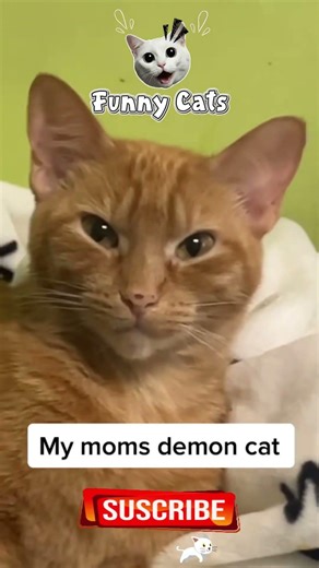 #FunnyCats #cats #fyp #viral