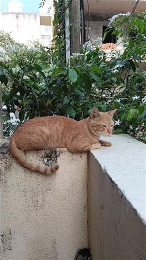 cat meow sounds original not AI