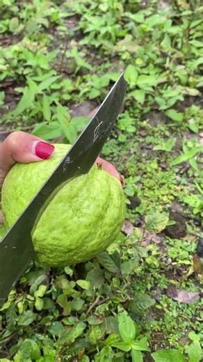 Fres Guava #guavafruit