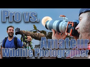 Amateur vs. Professional Wildlife Photographer