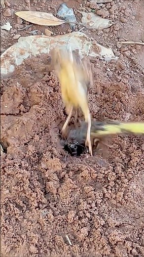 Jump scare cricket VS 1000 fire ants