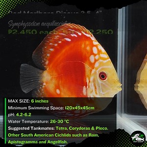 RED MARLBORO DISCUS 3.5-4" | Got Fish