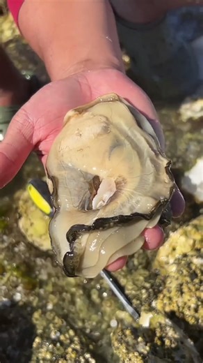 The Hidden Secret Inside a Giant Oyster | Nature's Masterpiece. #pelagicfish