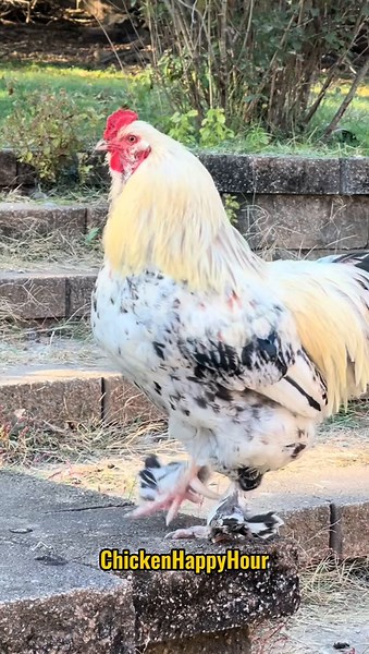 Frankie Calls for Elizabeth: Funny Chicken Memes Compilation