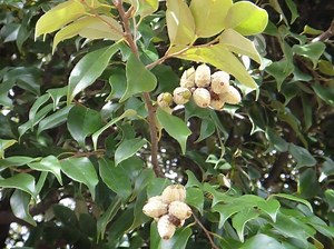 Castanopsis sieboldii - Alchetron, The Free Social Encyclopedia