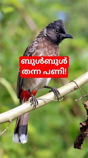 കിളി പണി തന്നപ്പോൾ! Bulbul Passerine Bird Amazing Facts Explained #bulbul #birdfacts #birds #animals