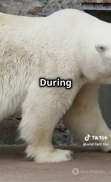 What do polar bear eat? - #polarbear #bear #polarbears #wildlife #arctic #nature #animals #panda #bears #wildlifephotography #polarbearcub #animal #climatechange #polar #naturephotography #polarbearlover #snow #zoo #pandabear #icebear #christmas #photography