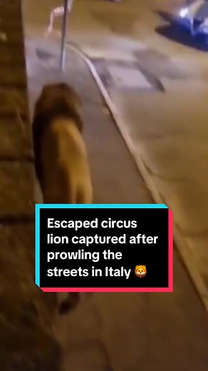 Extraordinary videos captured a lion prowling the streets of an Italian seaside town for several hours after escaping from a local circus, before being sedated and captured. More than 20 European countries have banned or heavily restricted the use of animals in circuses — but Italy is not yet among them. #lion #italy #circus #news