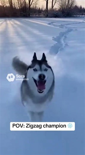 The WEAVING! S-pattern master! Why run straight?! #husky #snow #fyp #running #siberianhusky