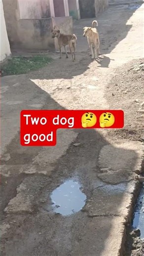 two dog thinking 🤔#shortsviral #village pet animal