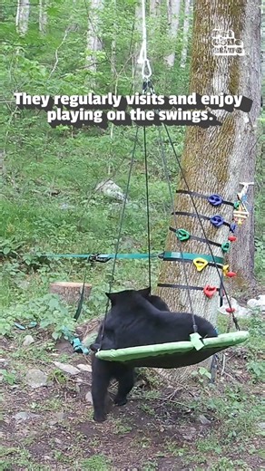 63K views · 1K reactions | These bears have their own playground thanks to these helpful humans! 殺 #Bears #Cute #Wildlife #Funny #BabyAnimals | The Pet Collective | Facebook