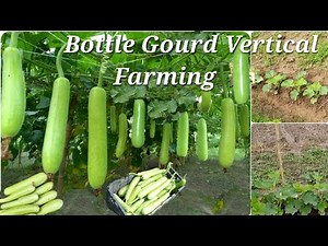Bottle Gourd Vertical Farming With Updates: Caltivation, Building Beds, Trellis Design, 3G Cutting