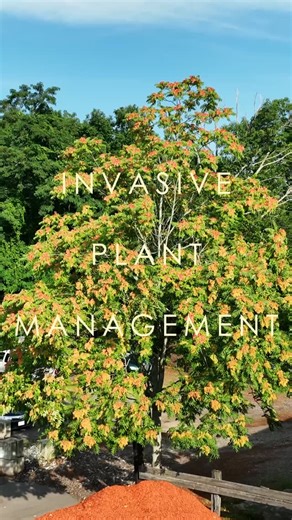 🌿 Managing Tree of Heaven in the Northeast Tree of Heaven is far too common here in the Northeast — and for good reason, it’s considered highly invasive. It spreads aggressively, reproduces rapidly, and quickly colonizes the space around it, crowding out native plants and disrupting local ecosystems. Management depends on the size of the plant. For small specimens, a targeted foliar application can be effective. For larger, established trees, the hack-and-squirt method is recommended, allowing 