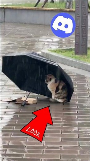 Discord Screen Sharing Has a HIDDEN Trick?! #wupples 4