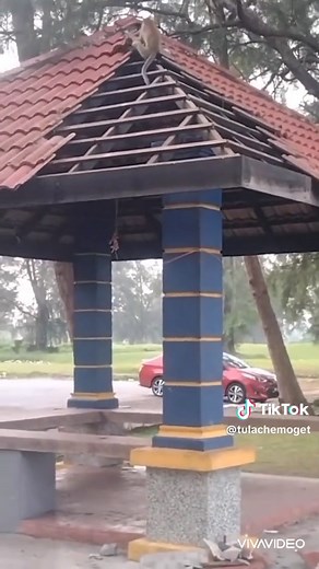 Funny Monkey Video Compilation with Kalenjin Comedians