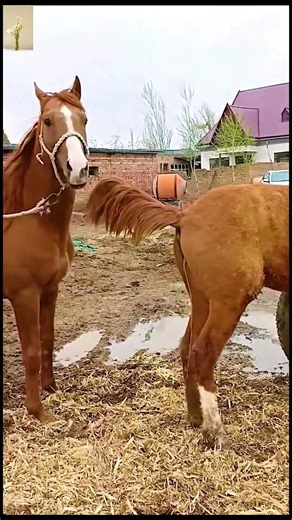 Horse Breeding Explained: Bloodlines, Care, and What Every Breeder Must Know #horse #equestrian