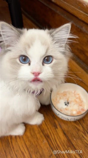 Ragdoll Kitten Leash Training 😼👑 I Was BRIBED With Boiled Shrimps #ragdolls bicolor blue lynx cat