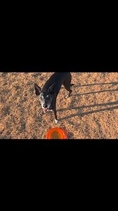 Frisbee with my best friend Sailor #touchdowndog | Frisbee Rob