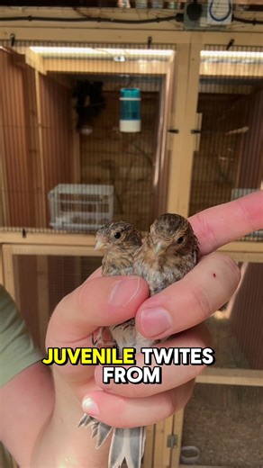 oc_aviary on TikTok