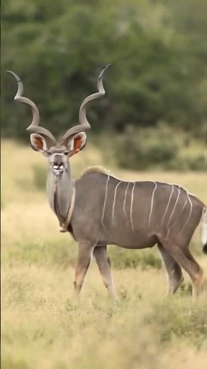 Majestic Kudu Bull Spiral Horns and Wildlife Tracking Greater Kudu in the African Bush #nature#short