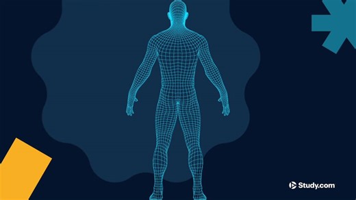 Muscles of the Pelvic Girdle & Lower Limbs: Structure, Movement & Function - Video | Study.com