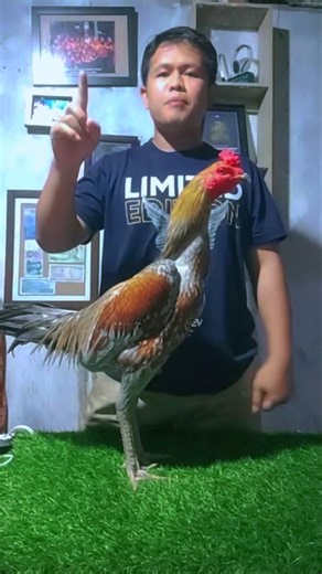 chicken fuel #chicken #animals #funny #fyp