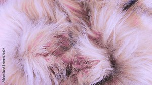 Rose рink colored faux fur with long pile, imitation of fox fur, arctic fox on a rotating display case. Background on the theme of fashion, design, nature and animal protection. Top view.