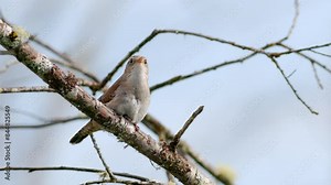 Marsh Wren (Cistothorus palustris) singing its song in a swamp in the Pacific Northwest. Captured at 60 frames per second and played back in slow motion with slowed audio.