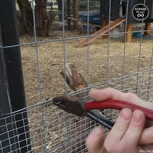 Protecting your chicken flock from predators can be stressful, but you also want to give your chickens a place to roam and be healthy. A Predator Proof Chicken Run is the way to go. In this video I show you how to build a Free Standing Chicken Run around your Coop. | komarproject