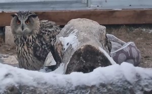 端庄小鸡，Yoll拒绝在猫眼和镜头下吃鼠条