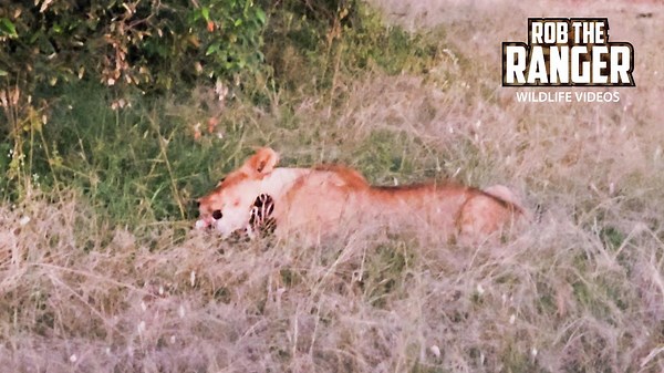 Must-See Lion Pride Devours Last Zebra Scraps!