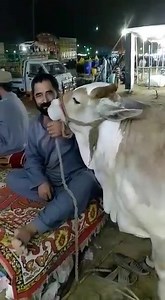 1.4M views · 61K reactions | #USMAN_MEMON PURCHASED: 1 lac 60 thousand MASHA ALLAH❤ | Karachi Sohrab Goth Cow Mandi-Bakra Eid In Pakistan | Facebook