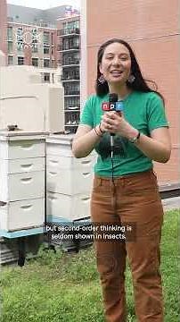 What do bees have in common with humans?