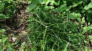 Cyperus rotundus (coco-grass, Java grass, nut grass, purple nut sedge, purple nutsedge, red nut sedge, Khmer kravanh chruk) with natural background. us rotundus is a perennial plant.