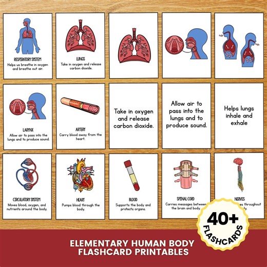 Human Body Flashcards Printable, Elementary Science Flash Cards, Anatomy Learning Cards, Homeschool Study Set, Kids Biology PDF - Etsy