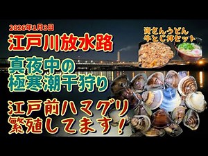 真夜中の潮干狩り 江戸川放水路 なんとハマグリ繁殖してますっ！！2026年1月3日