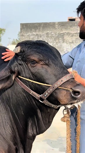 Exploring Life on a Taurus Cattle Farm
