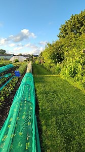 Late May in the market garden. . . . #marketgarden #marketgardening #notill #notill #nodiggarden #permaculturegarden #permaculturedesign #goldenhour #smallscalefarming #regenerativeagriculture #smallholdinguk #homesteading #homestead #mygarden #mygardentoday #veggies #organic #organicgardening #slowlife #slowliving #abundance | Lawsons Market Garden